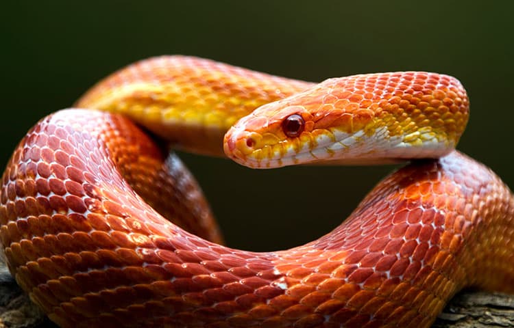 Close-up of an orange and red corn snake coiled on a branch, its body forming looping curves, with dark eyes and a pale underside visible against a blurred dark green background.