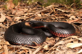 Snake in dried grass