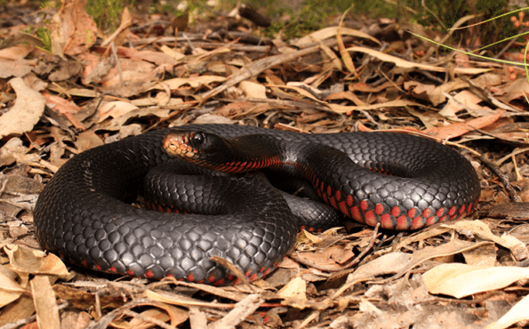 Snake in dried grass
