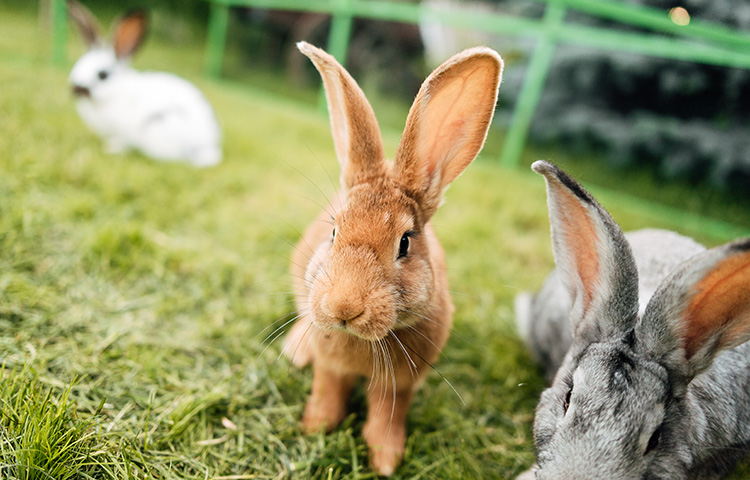 Rabbits running on a field