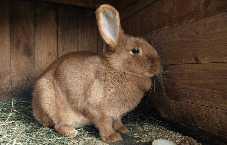Brown rabbit in a wooden hutch