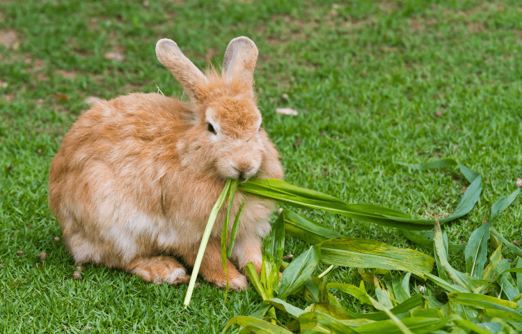 Brown rabbit eating leaves outdoors