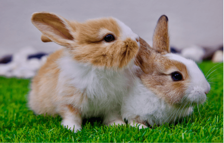 Two kits together in a grass field
