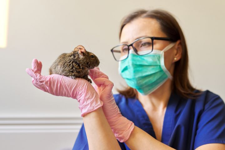  Degu being examined by a veterinarian 