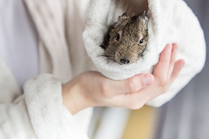 Small degu in human hands on the white background.