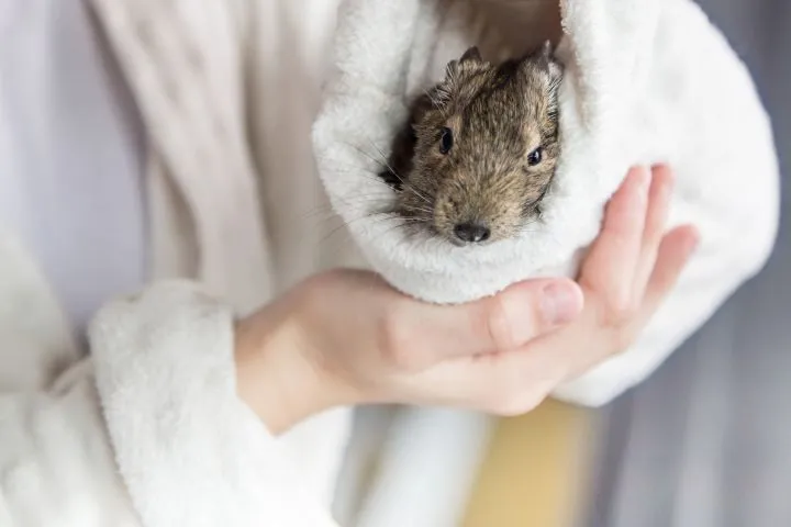 Small degu in human hands on the white background.