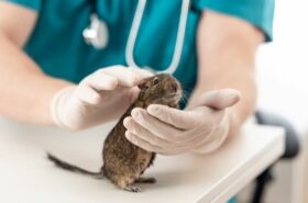 Vet holding a degu during a veterinary examination.