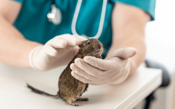 Vet holding a degu during a veterinary examination.